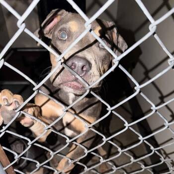 Crenshaw -  Pit Bull Terrier and Shar Pei Dog for Adoption in San Gabriel, California - Crenshaw | PetCurious