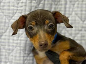 Chihuahua and Basenji Dogs Available for Adoption - Philip | PetCurious