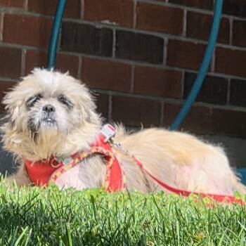 Suds -  Shih Tzu Dog for Adoption in Toronto, Ontario - Suds | PetCurious