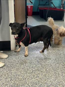 Star -  Corgi and Mixed Breed Dog for Adoption in Holbrook, Arizona - Star | PetCurious