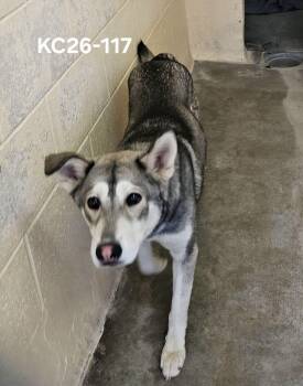 KC26-117 -  Husky Dog for Adoption in Ridgecrest, California - KC26-117 | PetCurious