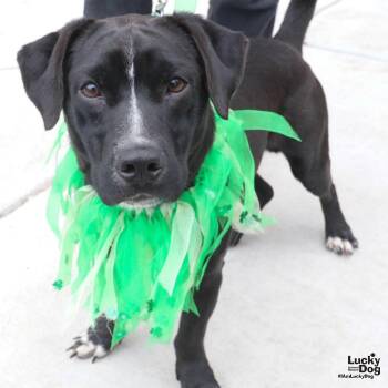 Labrador Retriever and Basset Hound Dogs Available for Adoption - Francisco | PetCurious