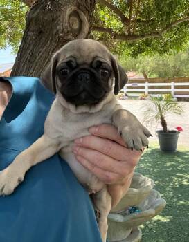 Pug Dogs Available for Adoption in Temecula, California - Zen | PetCurious
