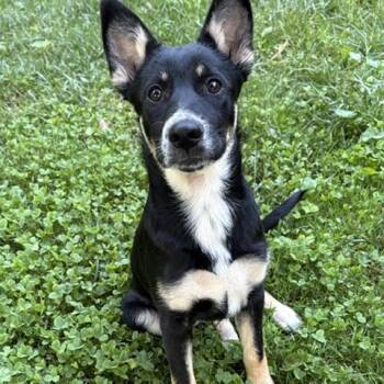 Shepherd Dogs Available for Adoption in Brookeville, Maryland - Zinny | PetCurious