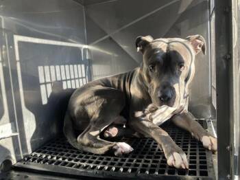 LOKI -  Mixed Breed Dog for Adoption in Dallas, Texas - LOKI | PetCurious