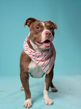 American Hairless Terrier and Mixed Breed Dogs Available for Adoption in Atlanta, Georgia - Bucket | PetCurious