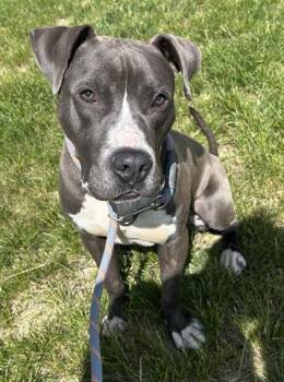 Pit Bull Terrier Dogs Available for Adoption in Dayton, Ohio - EAGLE | PetCurious