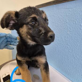 Mixed Breed and Shepherd Dogs Available for Adoption in Austin, Texas - Taco Bella | PetCurious