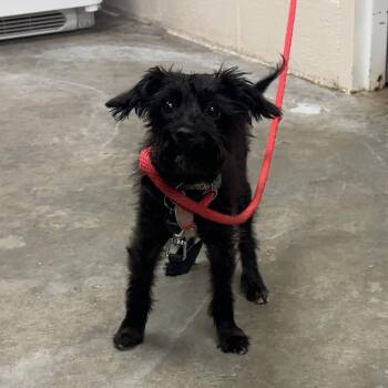 Gizmo -  Yorkshire Terrier and Poodle Dog for Adoption in Manhattan, Kansas - Gizmo | PetCurious