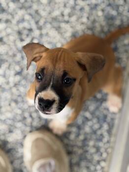 Ruby -  Boxer Dog for Adoption in Elkhorn, Wisconsin - Ruby | PetCurious