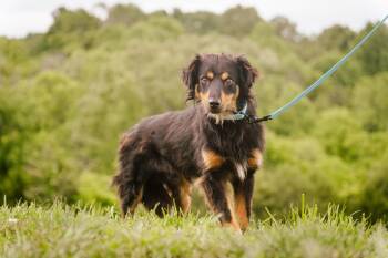 Rescue Australian Shepherd and Mixed Breed Dogs for Adoption in Gradyville, Kentucky - Jiffy | PetCurious
