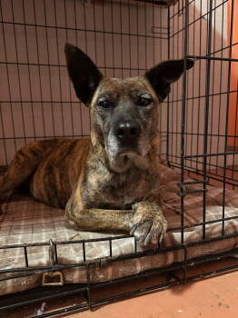 Rescue Dutch Shepherd Dogs for Adoption in Rockaway, New Jersey - Scarlet Dixon | PetCurious