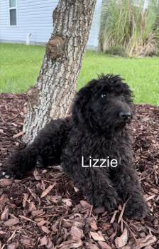 Aussiedoodle and German Shepherd Dog Dogs Available for Adoption in Chattanooga, Tennessee - Lizzie | PetCurious