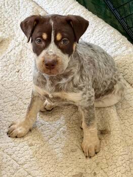 Huck LF -  Cattle Dog and Plott Hound Dog for Adoption in Austin, Texas - Huck LF | PetCurious