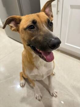 Rescue American Staffordshire Terrier Dogs for Adoption in Brewster, New York - Berton (B Bunch) | PetCurious