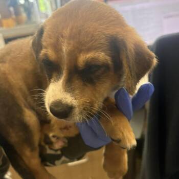 Remi -  Labrador Retriever and Mixed Breed Dog for Adoption in Marshall, Texas - Remi | PetCurious