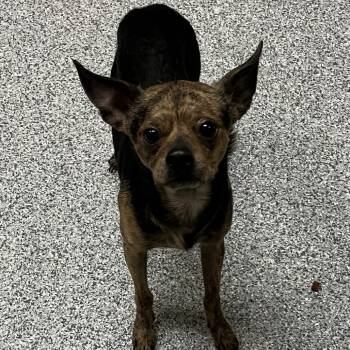 Rosco -  Chihuahua and Italian Greyhound Dog for Adoption in Grand Rapids, Michigan - Rosco | PetCurious