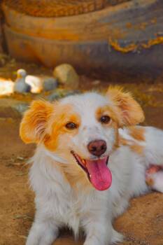 Cavalier King Charles Spaniel and Chihuahua Dogs Available for Adoption in San Diego, California - Josh | PetCurious