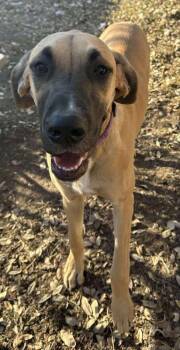 Great Dane Dogs Available for Adoption - Lucy | PetCurious