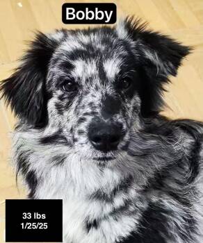 Australian Shepherd Dogs Available for Adoption in Houston, Texas - Bobby | PetCurious