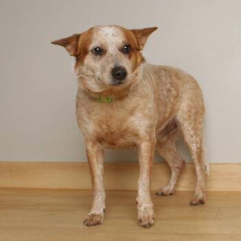 Feisty D71069 -  Cattle Dog and Mixed Breed Dog for Adoption in Minnetonka, Minnesota - Feisty D71069 | PetCurious