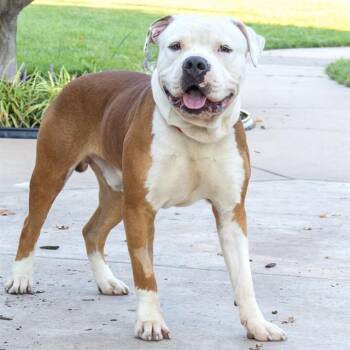 HASHBROWN -  Pit Bull Terrier Dog for Adoption in St. Louis, Missouri - HASHBROWN | PetCurious