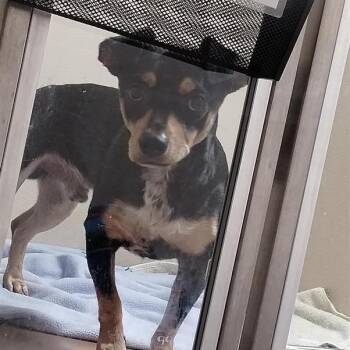 Chihuahua and Dachshund Dogs Available for Adoption in Tempe, Arizona - Torte-Weenie | PetCurious