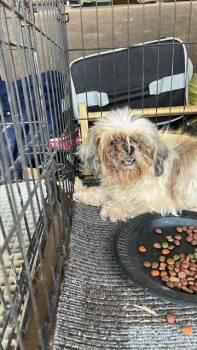 MAZIE -  Shih Tzu Dog for Adoption in San Antonio, Texas - MAZIE | PetCurious