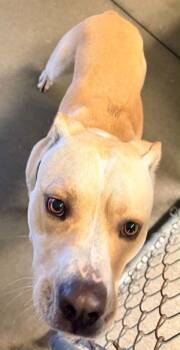 Buddy -  Pit Bull Terrier and Mixed Breed Dog for Adoption in Bowling Green, Kentucky - Buddy | PetCurious
