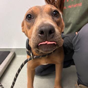 Peep -  Pit Bull Terrier and Mixed Breed Dog for Adoption in Abilene, Texas - Peep | PetCurious