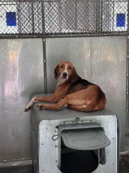 DJ -  Treeing Walker Coonhound Dog for Adoption in Burgaw, North Carolina - DJ | PetCurious
