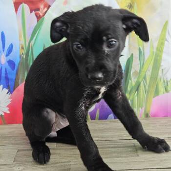 Black Labrador Retriever Dogs Available for Adoption - Florence | PetCurious