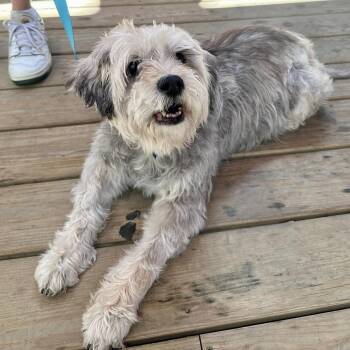 Dafodill -  Miniature Schnauzer Dog for Adoption - Dafodill | PetCurious