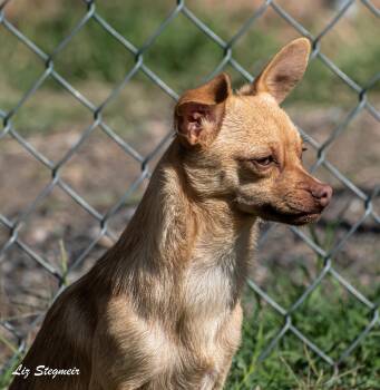 Rescue Chihuahua Dogs for Adoption in Mayer, Arizona - Shasta | PetCurious