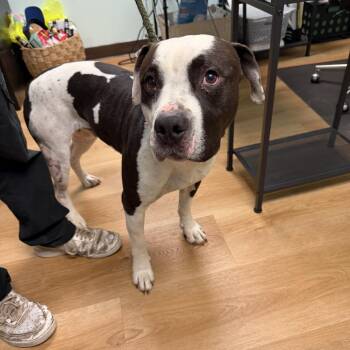 Pit Bull Terrier Dogs Available for Adoption in Idaho Falls, Idaho - Clark-BCStray-31412 | PetCurious