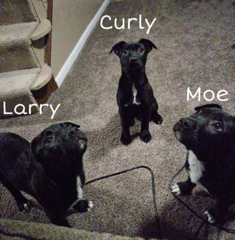 Moe -  Labrador Retriever and Shepherd Dog for Adoption in Deerfield, Michigan - Moe | PetCurious