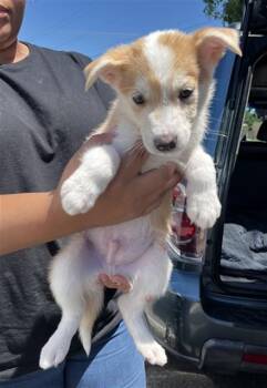 CLIFFIE -  German Shepherd Dog and Belgian Shepherd Malinois Dog for Adoption in Stockton, California - CLIFFIE | PetCurious
