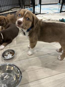 Milky Way -  Husky and Shepherd Dog for Adoption in Pflugerville, Texas - Milky Way | PetCurious