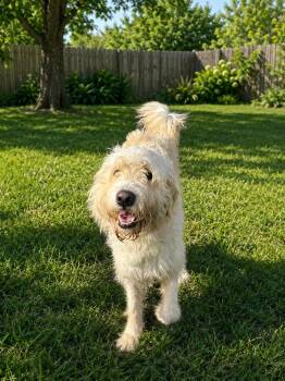Charly -  Irish Setter and Poodle Dog for Adoption in Brownstown, Indiana - Charly | PetCurious