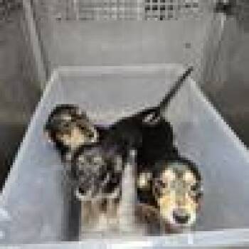 Strawberry Gatorade -  Dachshund and Mixed Breed Dog for Adoption in Austin, Texas - Strawberry Gatorade | PetCurious