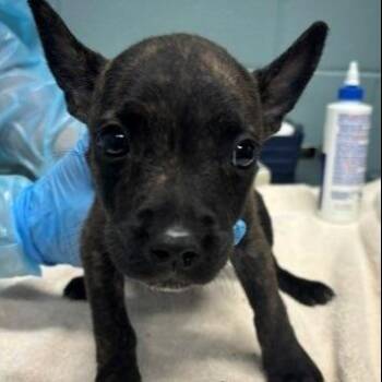 Swiss Roll -  Mixed Breed Dog for Adoption in Kansas City, Missouri - Swiss Roll | PetCurious