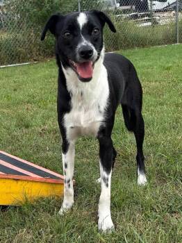 Provolone -  Mixed Breed Dog for Adoption in Davenport, Iowa - Provolone | PetCurious