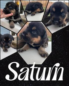 Beagle and Foxhound Dogs Available for Adoption - Saturn | PetCurious