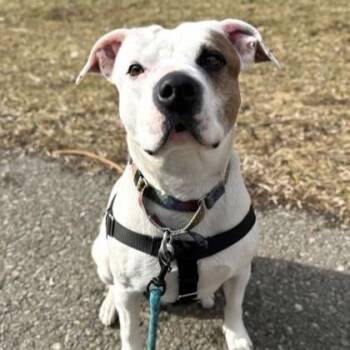 Rescue Pit Bull Terrier Dogs for Adoption in Phoenixville, Pennsylvania - Harper | PetCurious