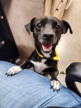 Anton -  Chihuahua and Dachshund Dog for Adoption in Brownwood, Texas - Anton | PetCurious