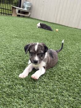 Australian Shepherd and Flat Coated Retriever Dogs Available for Adoption - Romeo | PetCurious