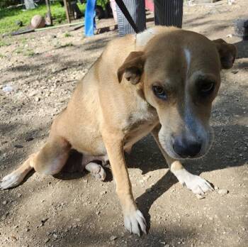 Labrador Retriever Dogs Available for Adoption in San Antonio, Texas - GOLDILOCKS | PetCurious