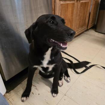 Puddles -  Black Labrador Retriever and Mixed Breed Dog for Adoption in Denison, Texas - Puddles | PetCurious
