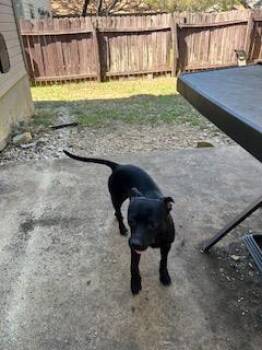 TIMBER -  Chihuahua Dog for Adoption in San Antonio, Texas - TIMBER | PetCurious
