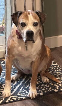 Rescue Boxer Dogs for Adoption in Shakopee, Minnesota - Winnie Pop - ADOPTION PENDING!!! | PetCurious